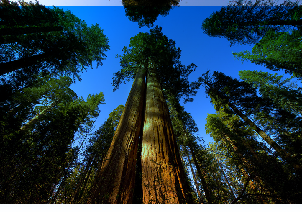 Fundshare Sequoia fonds - Sequoia Vermogensbeheer